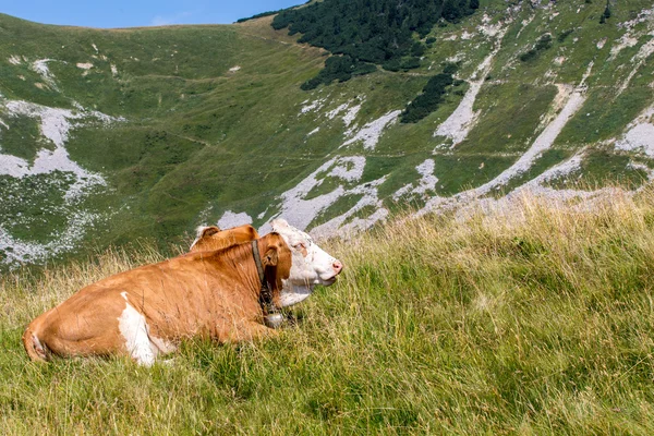 Cow on the grass — Stock Photo, Image