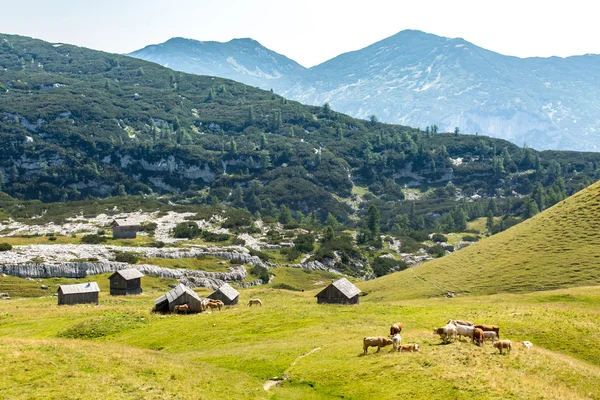 Βουνά στην Αυστρία — Φωτογραφία Αρχείου