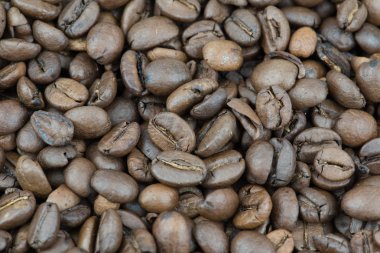 taze kahve çekirdekleri