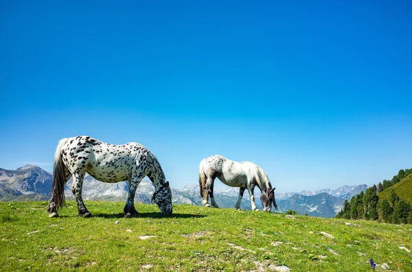 Vue rapprochée sur les chevaux — Photo