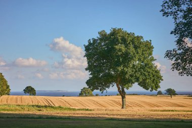 Danimarka 'nın Baltık kıyısındaki bir tarladaki ağaç. Yüksek kalite fotoğraf