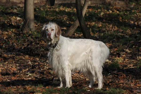 Beautiful English setter posing in the forest — Stock Photo, Image