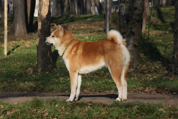 Gorgeus hond poseren in het bos — Stockfoto