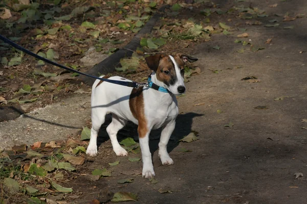 Schöner Jack Russell Terrier posiert im Wald — Stockfoto