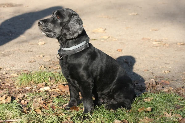 Beautiful Cocker Spaniel posing in public park — Stock Photo, Image