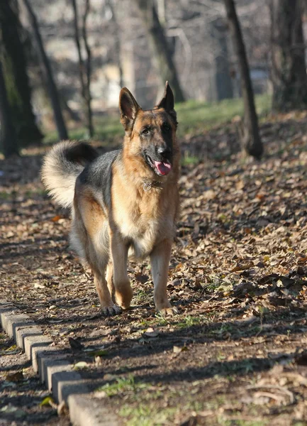 Piękny Owczarek niemiecki spaceru w lesie — Zdjęcie stockowe