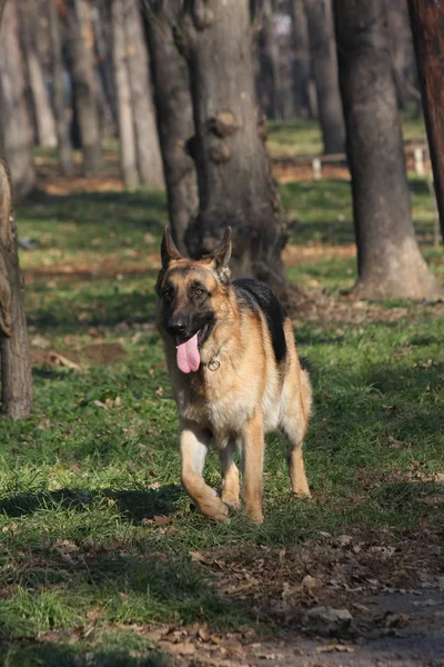 Beautiful German Shepherd walking in the forest — Stock Photo, Image