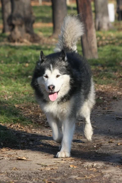 Piękny Alaskan Malamute spaceru w lesie — Zdjęcie stockowe