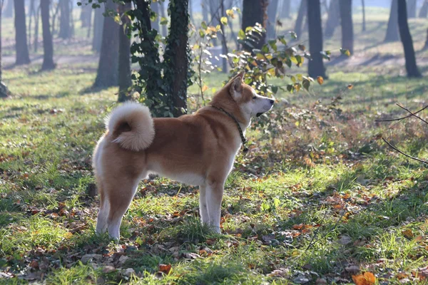 森でポーズ豪華な犬 — ストック写真