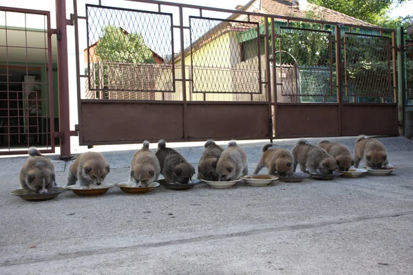 Ten cute puppies eating in the yard