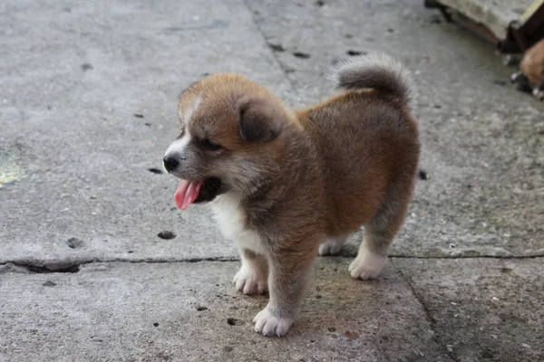 Akita Inu, güzel köpek yavrusu — Stok fotoğraf