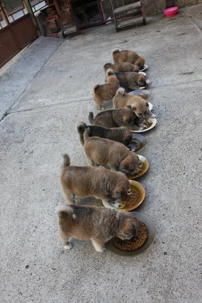 Dix chiots mignons mangeant dans la cour — Photo