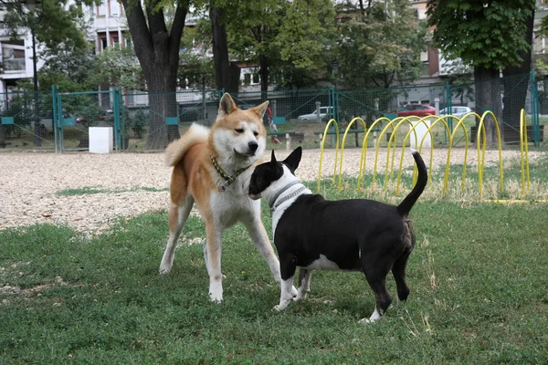 Akita Inu och Bull Terrier inroduction — Stockfoto