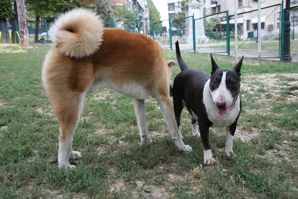 Akita Inu a bulteriér základy — Stock fotografie