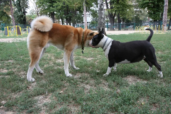 Akita Inu i Bull Terrier inroduction — Zdjęcie stockowe