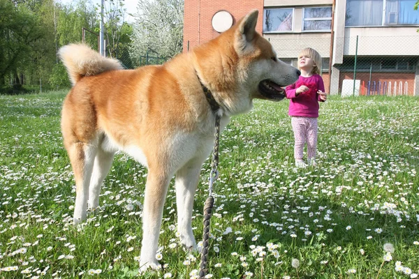 若い少女と犬 — ストック写真