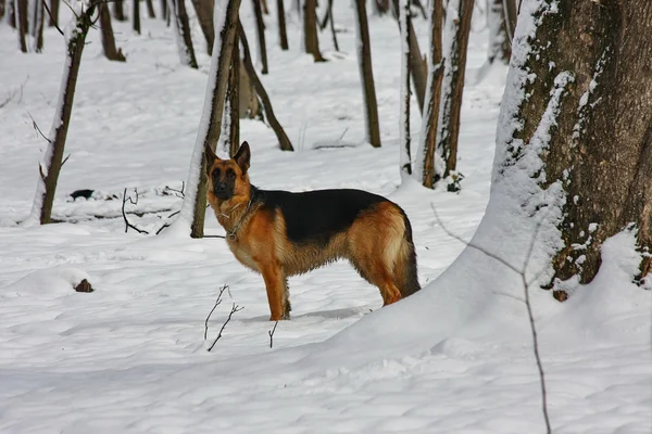 Beautiful German Shepherd posing  in the forest — Stock Photo, Image