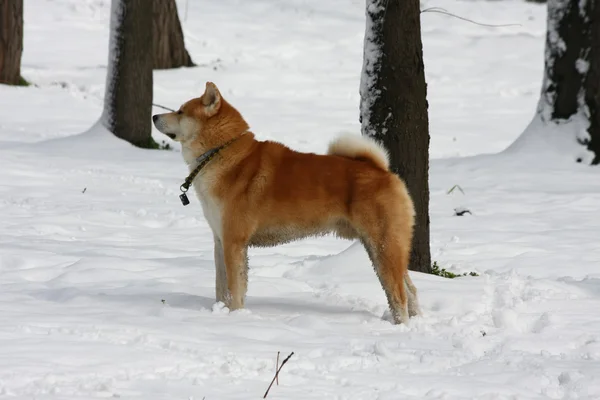 Gorgeus perro posando en el bosque — Foto de Stock