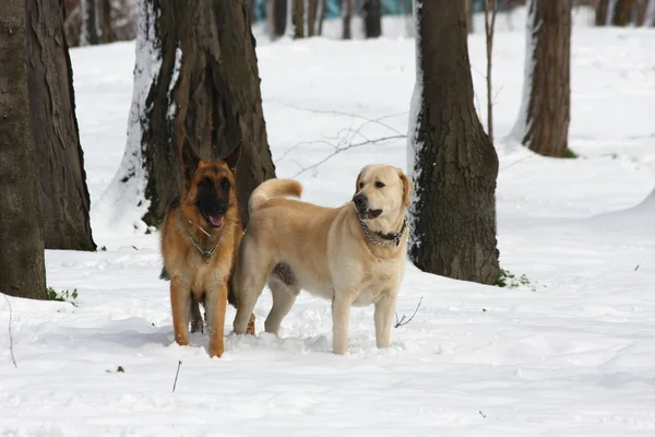 German Sheperd and Labrador Retreiver — Stock Photo, Image