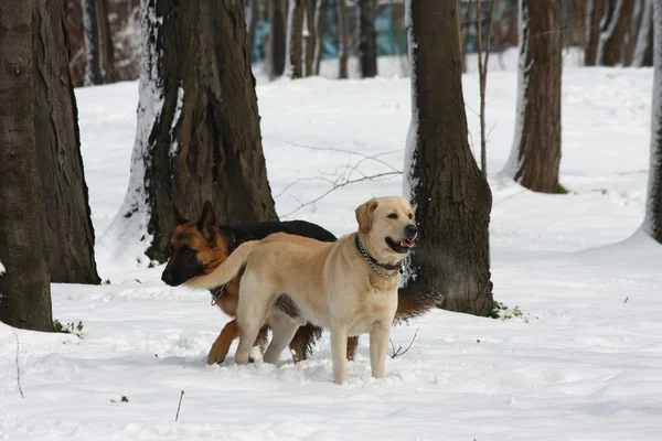 German Sheperd and Labrador Retreiver — Stock Photo, Image