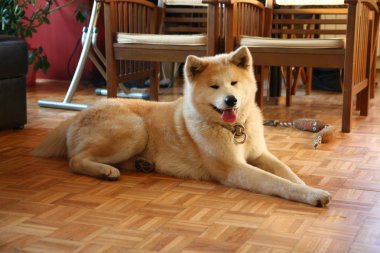 Akita Inu düz