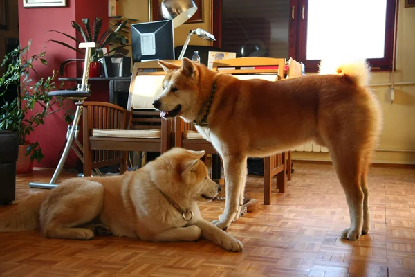 Akita inu Hunde in der Wohnung — Stockfoto