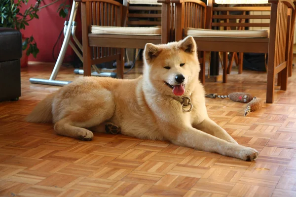 Akita Inu w mieszkaniu Obrazy Stockowe bez tantiem