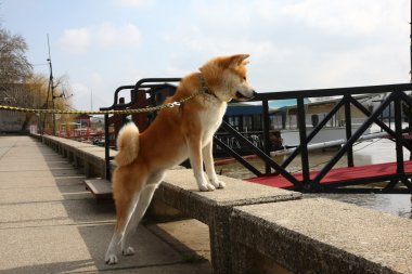 Akita Inu nehir kıyısındaki