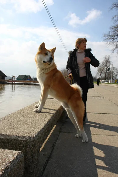 Lady en haar hond — Stockfoto