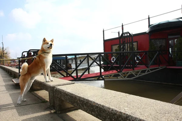 Akita Inu sur la rive — Photo