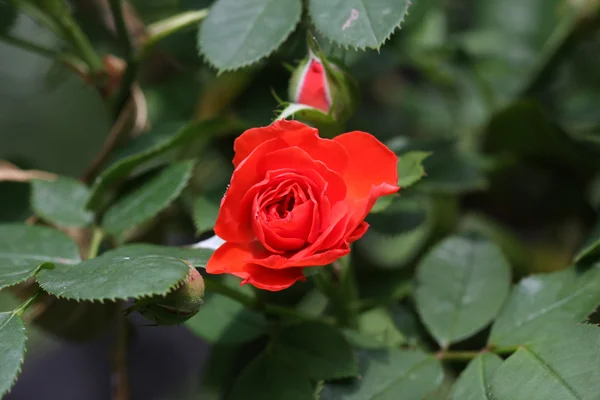Közelkép a red rose és buds — Stock Fotó
