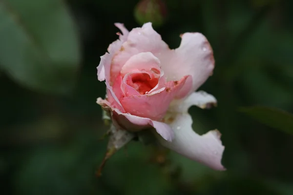 Крупним планом рожева троянда — стокове фото