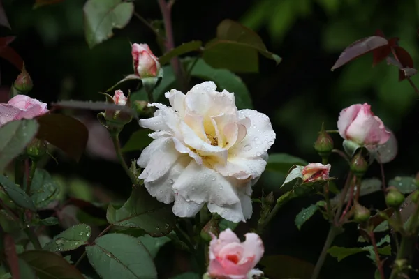 Primo piano di rosa bianca con gocce di pioggia — Foto Stock