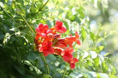 Tecoma radicans çiçek 