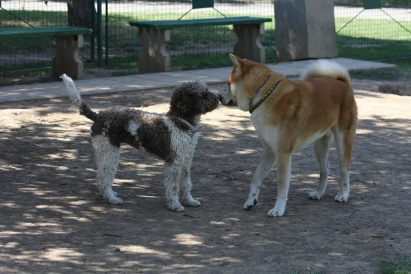 Dogs introducing in dog park — Stock Photo, Image