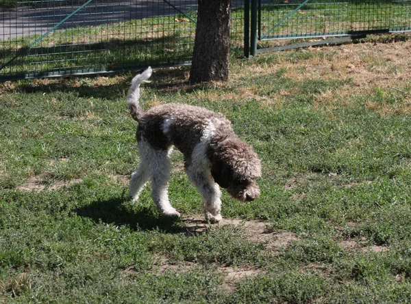 Lagotto Romagnolo in hond park — Stockfoto