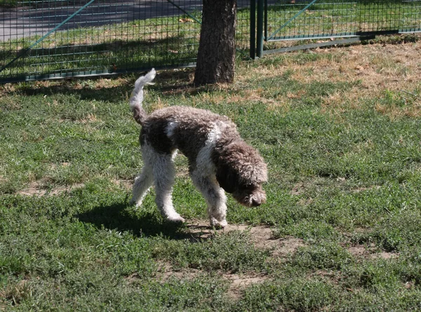 Lagotto romagnol w pies park Obrazek Stockowy