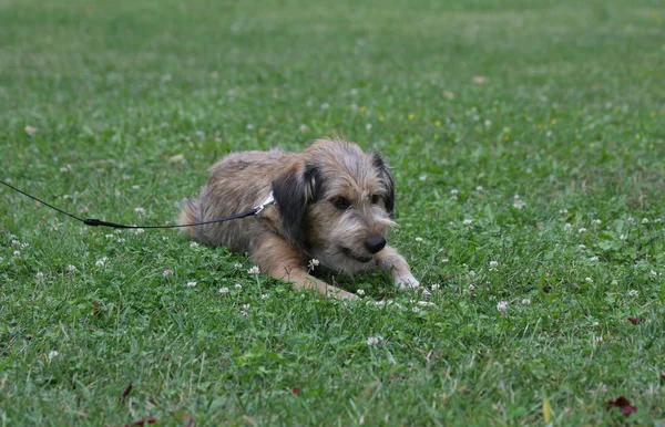 狗在草地上享受 — 图库照片
