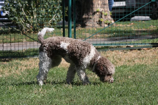 Lagotto Romagnolo 在狗公园 — 图库照片