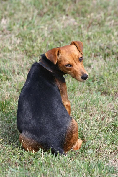 Mischlingshund — Stockfoto