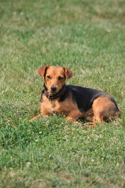 Mongrel dog — Stock Photo, Image