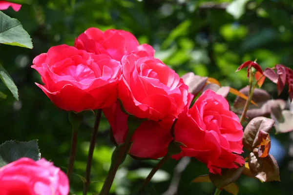 Rosa vermelha — Fotografia de Stock