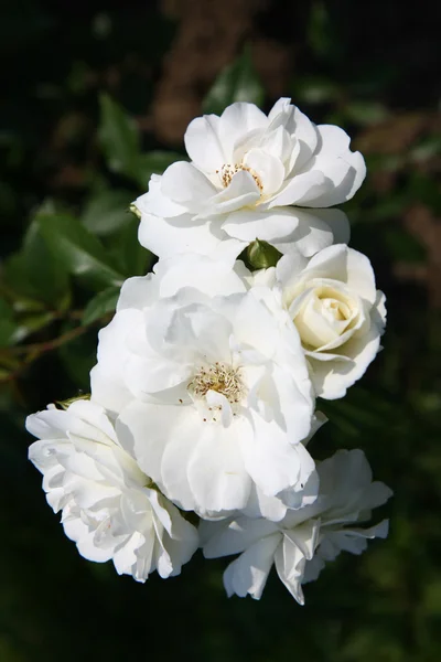 Rosa bianca — Foto Stock