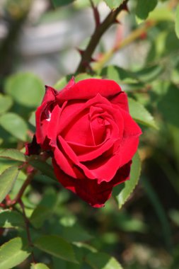 Kırmızı gül
