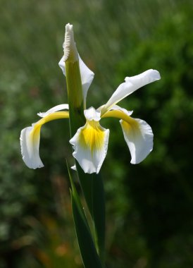 sikke üzerinde beyaz backgro gülümseme oluşur