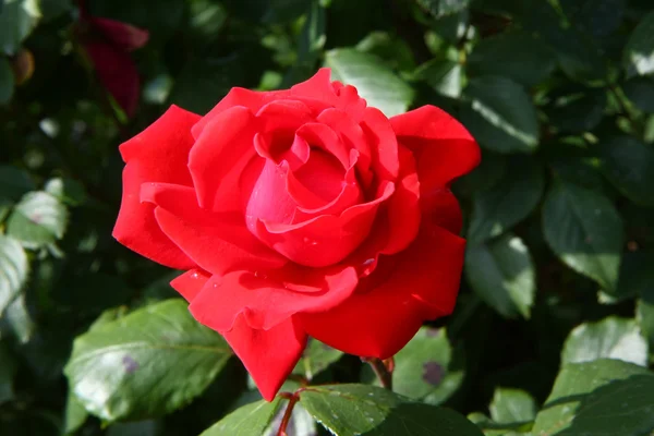 Red rose — Stock Photo, Image