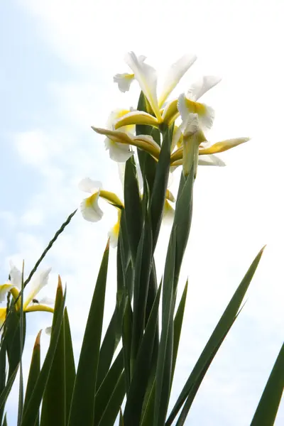 Iris amarillo —  Fotos de Stock