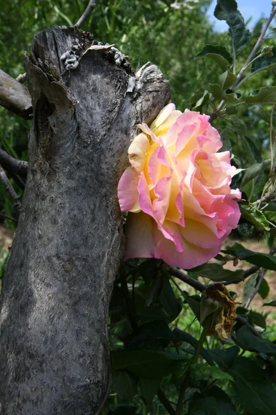 Rose jaune et rose — Photo