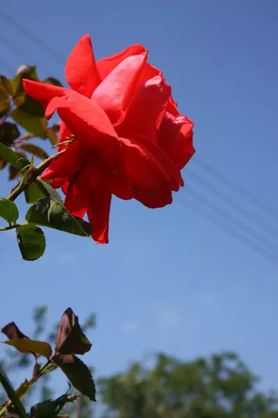 Red rose — Stock Photo, Image