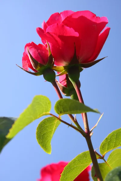 Red rose — Stock Photo, Image